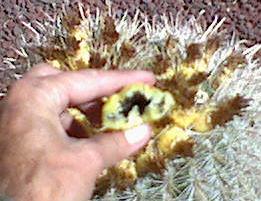 (image: barrel cactus
fruit)