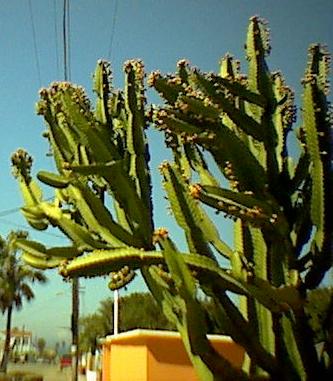 (image: large cactus)