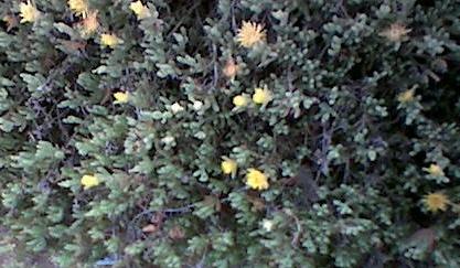 (image: delosperma with yellow flowers)
